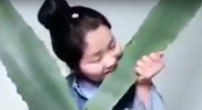 Влогърка се отрови на живо в интернет, изяждайки грешното растение (видео)