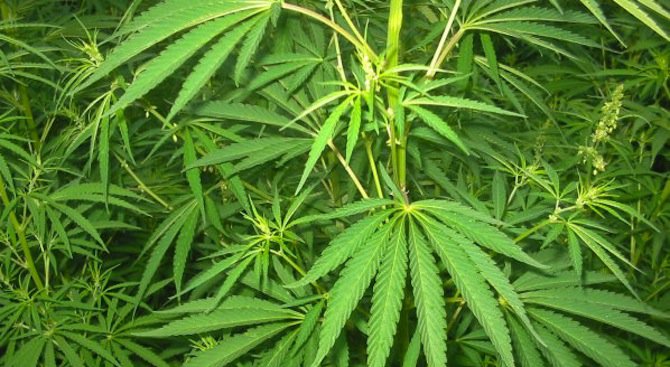 В Силистра задържаха за срок до 72 часа собственик на наркооранжерия за марихуана