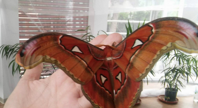 Най-голямата пеперуда на света се излюпи в Бургас (снимка)