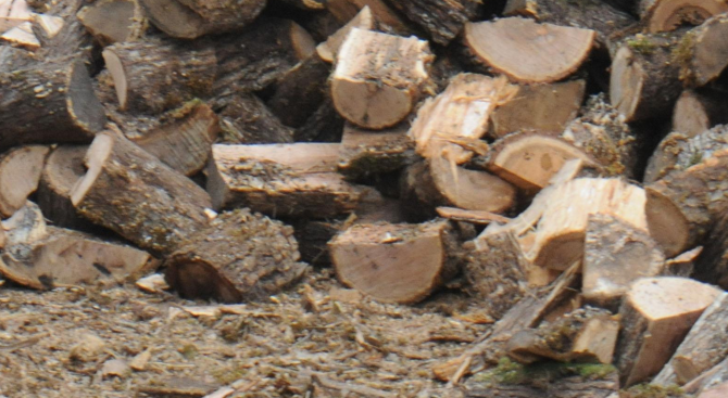Поскъпнаха дървата за огрев в Търговищко