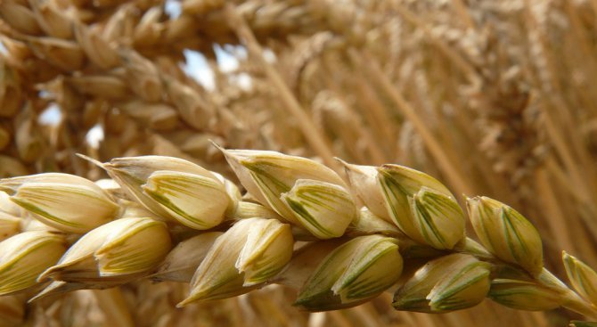 Очакваната реколта от пшеница е 5,5 милиона тона