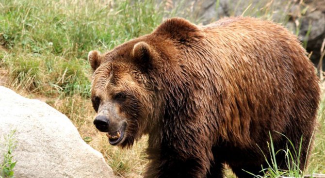Гладни мечки слизат в румънските градове