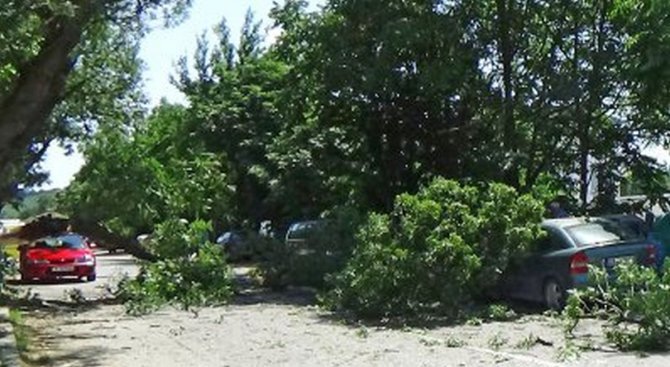 Клон на дърво е паднал върху лек автомобил в Нови пазар