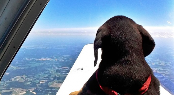 Пилот прелетя 1200 километра, за да спаси от приспиване кученце