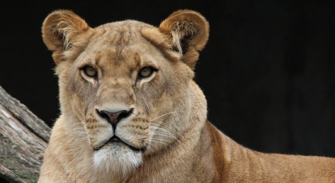 Лъвица, спасена от сирийски зоопарк, роди в йордански резерват
