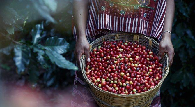 Очаква се рекордна реколта от кафе