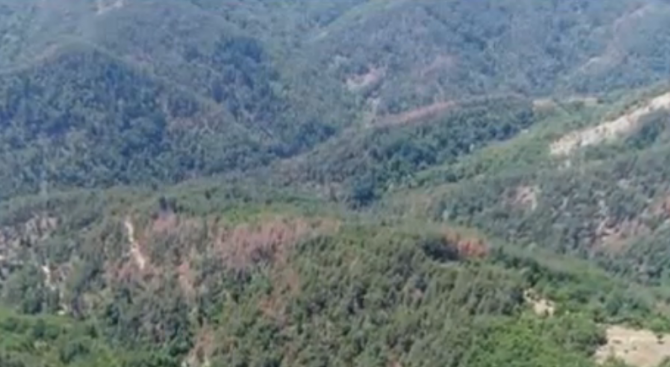Увредени от върхов корояд са горски масиви в 43 населени места в Трънско