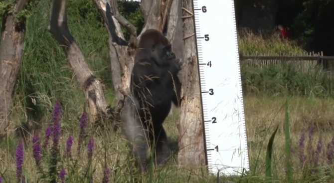Вижте как измериха животните в лондонския зоопарк (видео)