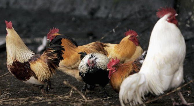 Умъртвиха 1500 домашни птици в село Глухар заради псевдочума