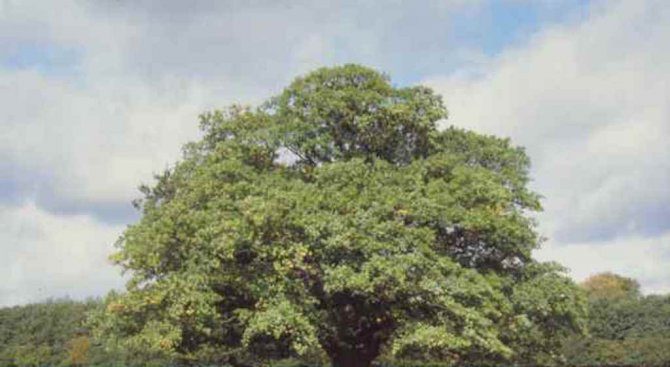 400-годишен дъб в Тервел е финалист в конкурса &quot;Дърво с корен&quot;