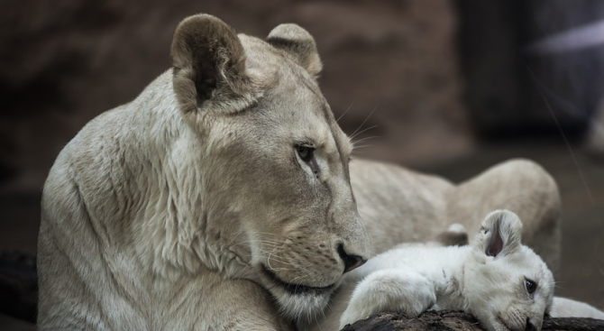 Четири бели лъвчета се родиха във френски зоопарк (видео)
