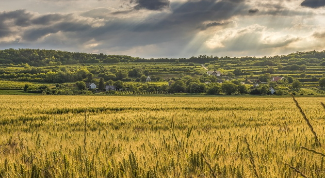 Зърнопроизводителите в Добричкия регион вече засяха над 880 000 декара с пшеница
