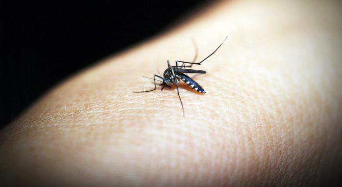Изследователи откриха &quot;Ахилесовата пета&quot; на паразит, който причинява малария