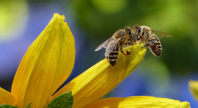 Пчелите също имат предпочитания към ляво или дясно