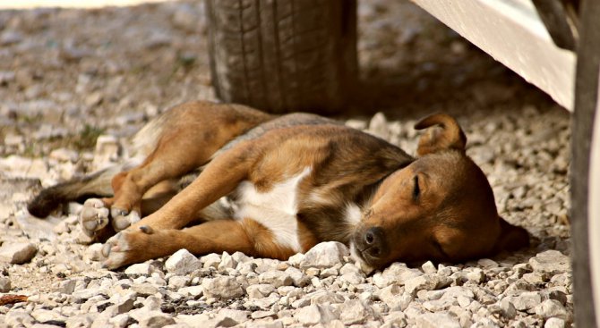 Пернишката полиция рзследва смъртта на 19 кучета
