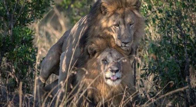 Лъвове, обявени за гей двойка, всъщност демонстрирали доминация и подчинение