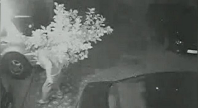 Вижте как крадци отмъкнаха лимоново дърво от двора на кооперация в София (видео)