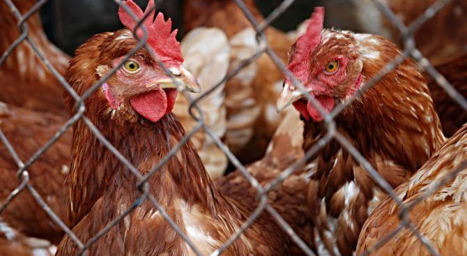 Избиват цяла ферма птици заради Нюкясълска болест