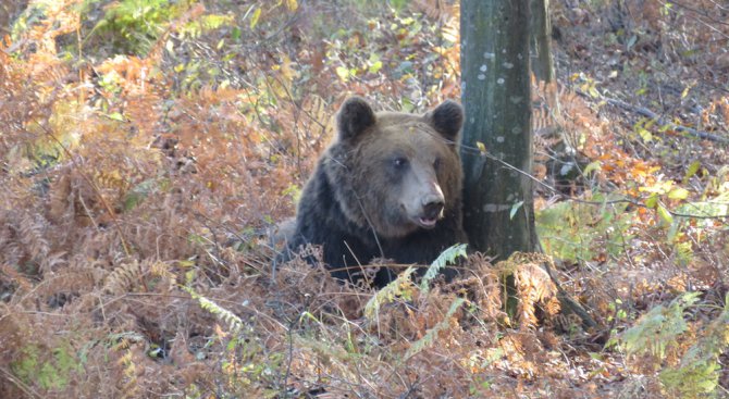 В парк &quot;Централен Балкан&quot; маркираха 200-килограмовия мечок Цветан (снимки)