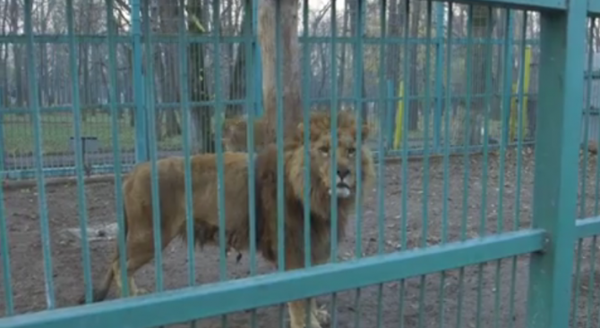 Лъвовете в разградския зоокът са болни и недохранени (видео)