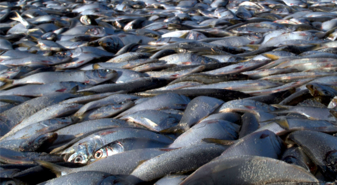 Конфискуваха 1.2 тона незаконна риба в Айтос