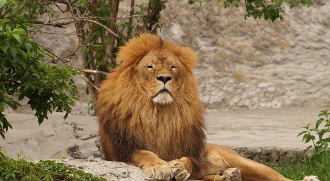 Лъвът Асен от Разград се лекува в Столичния зоопарк