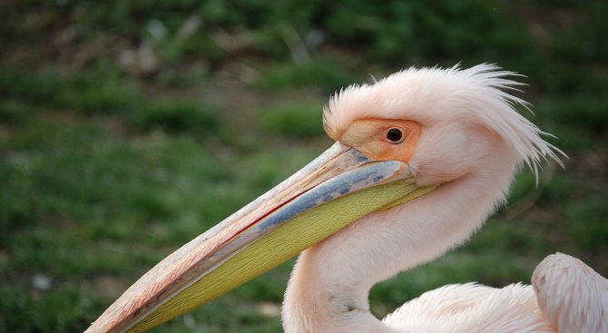 Отново на свобода: Излекуваха розов пеликан и го върнаха в природата