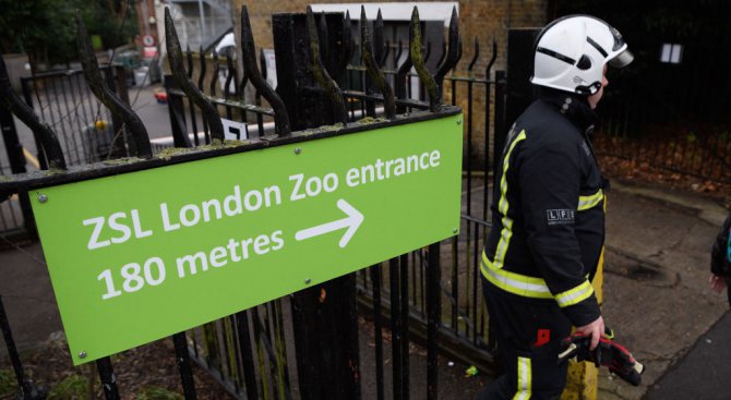 Лондонският зоопарк отвори врати след вчерашния пожар