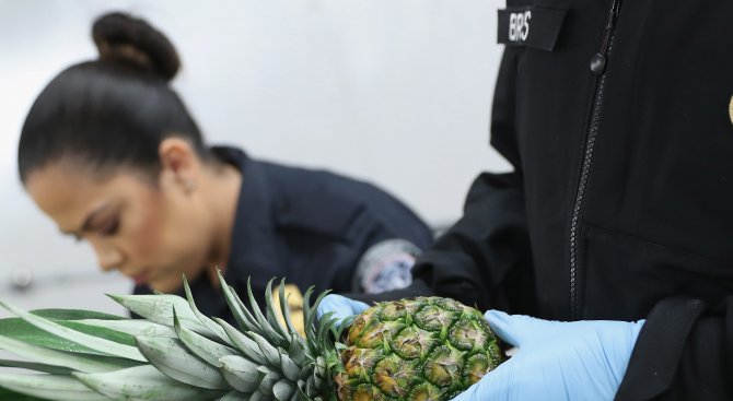 Над 750 кила кока, скрити в ананаси, плениха испански и португалски полицаи (видео)