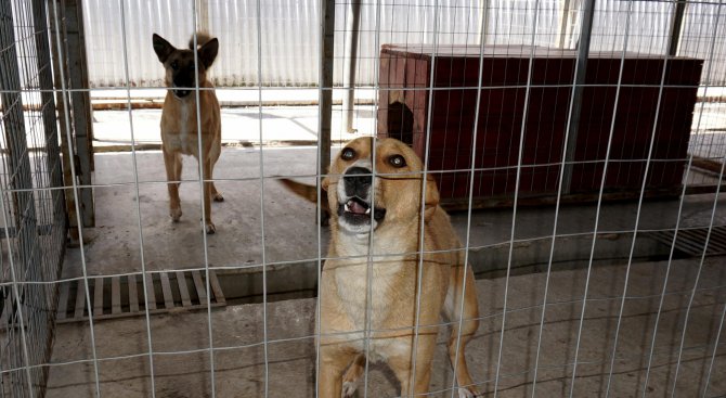 Община Балчик предприема мерки за контрол над бездомните кучета