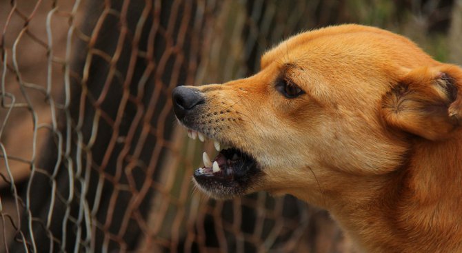 Експерт: При среща с агресивно куче пазете гърба (видео)