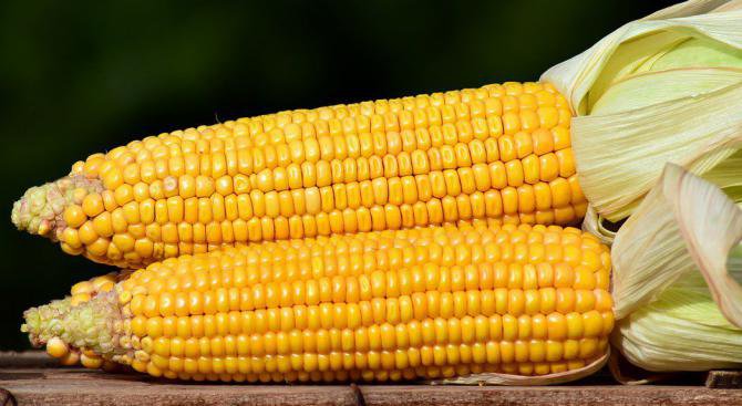 Генномодифицираната царевица е полезна за здравето, смятат учени