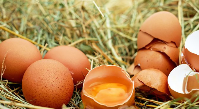 Експерт: Яйцата от болни от птичи грип кокошки не са опасни