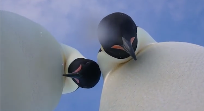 Императорски пингвини си направиха селфи в Антарктида (видео)