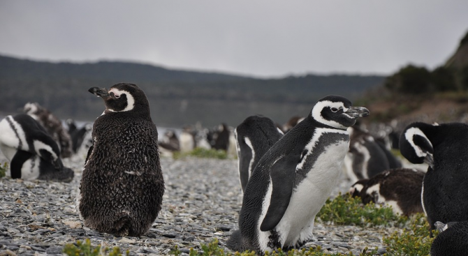 Пингвини отмъкнаха апаратурата на изследователи в Антарктика