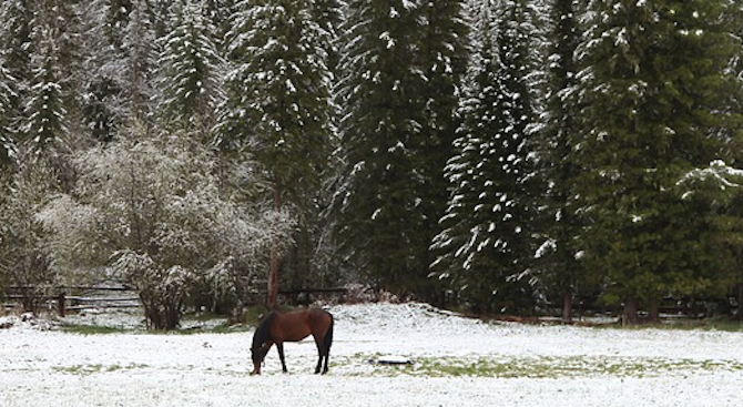 Бедстващи коне бяха спасени в Осоговската планина