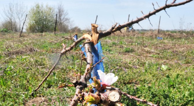 Унищожиха 132 кайсиеви дръвчета на стопанин в Силистренско (снимки)