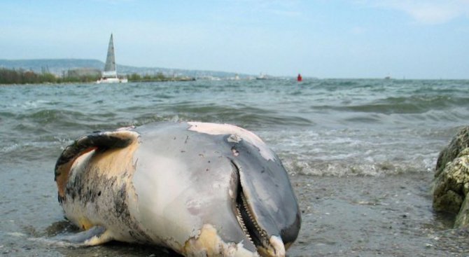 Морето край Бургас изхвърли два мъртви делфина