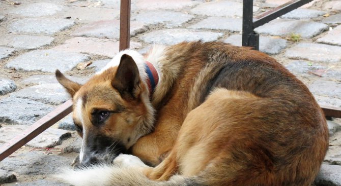 7 пъти е намалял броят на бездомните кучета в Русе за 10 години