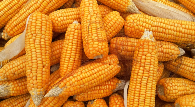 Повече царевица са засели стопаните в Търговищко през тази година