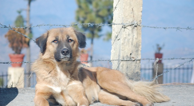 2500 бездомни кучета ще посрещнат летовниците по морето