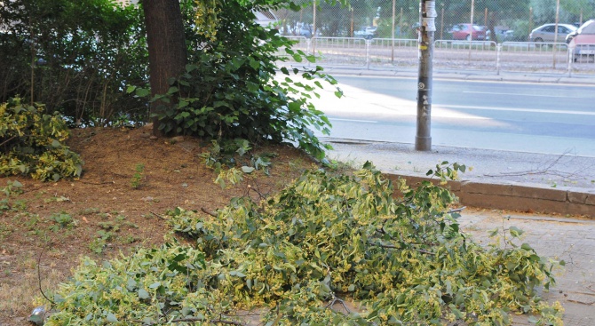 Клони от дърво  паднаха върху жена в Бургас