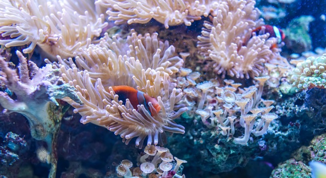 Кораловите рифове са застрашени от „удавяне“ 
