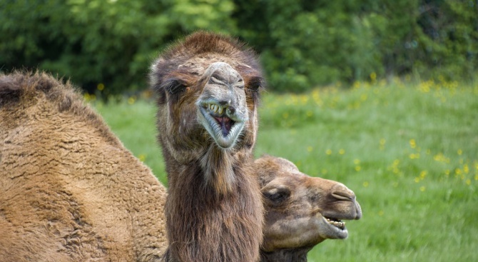 Бясна камила живее в русенско село и плюе всички наред