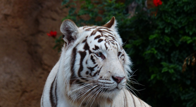 Умря Попси - последният бял тигър в зоопарка в Синсинати