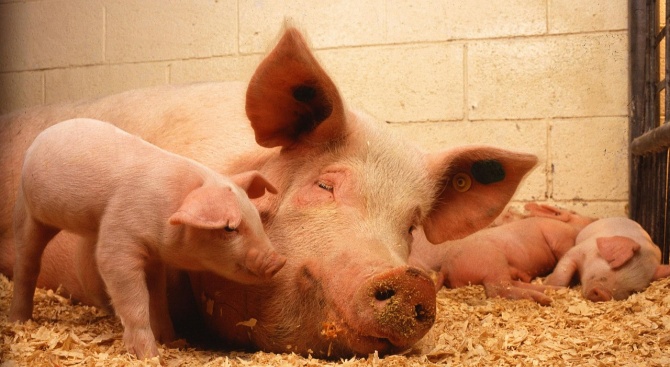 Забраняват вноса на свинско заради африканска чума в Румъния