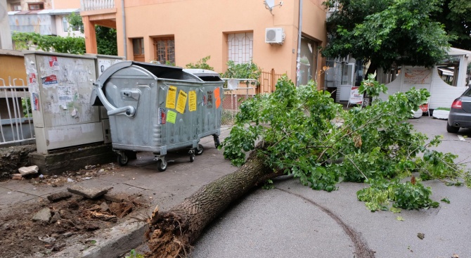 Дърво падна в центъра на Благоевград (снимки)