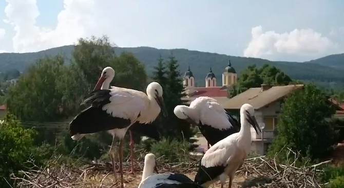 Щъркелчетата от село Ярлово скоро ще напуснат гнездото си (видео)