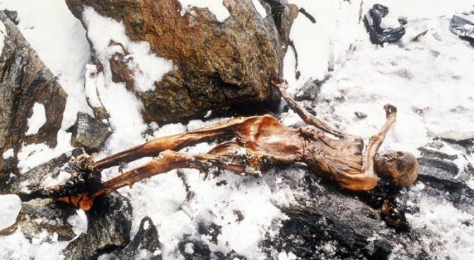 Учени разкриха каква е била последната храна на ледения човек Йоци -  Любопитно - Novini.bg