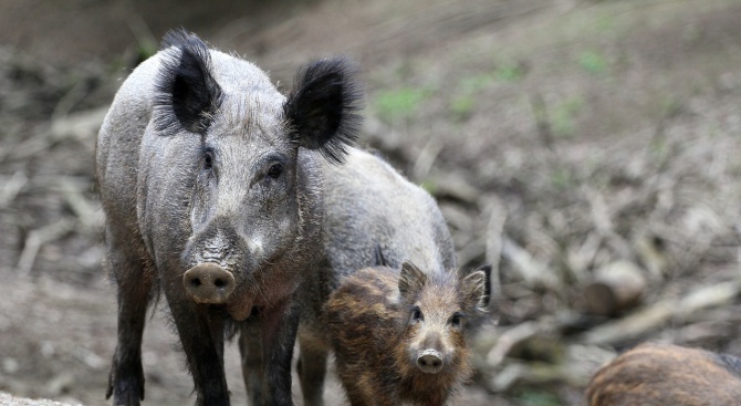 Нови цени за отстрел на дива свиня при групов лов